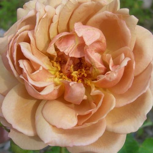 Sárga - Rózsa - Café® - Online rózsa vásárlás